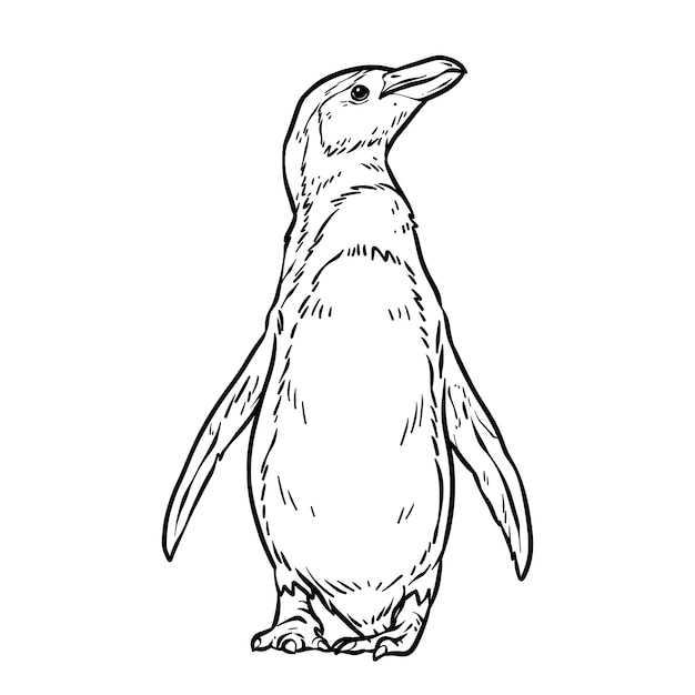 Free vector hand drawn penguin outline illustration