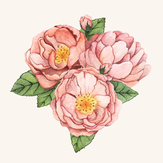 Free vector hand drawn peony flower isolated