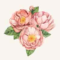 Free vector hand drawn peony flower isolated