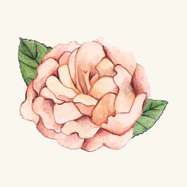 Hand drawn peony flower isolated