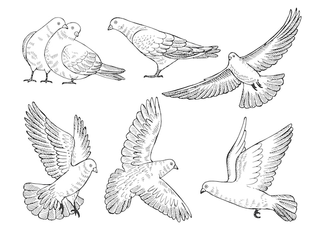 Нарисованные от руки картины голубей в разных позах