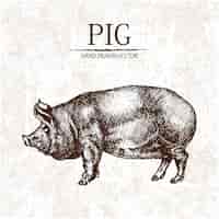 無料ベクター 手描き豚のデザイン