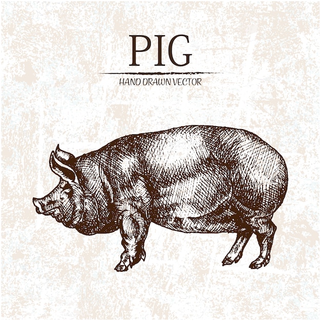 Hand drawn pig design