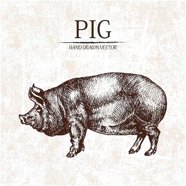 Рисованной дизайн свиньи