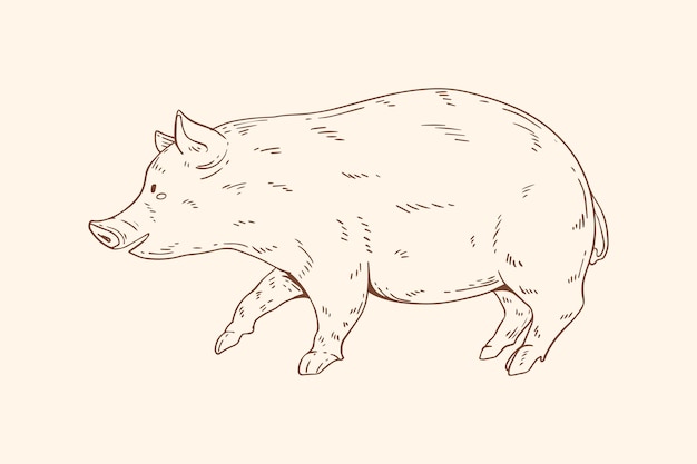 Free vector hand drawn pig outline illustration