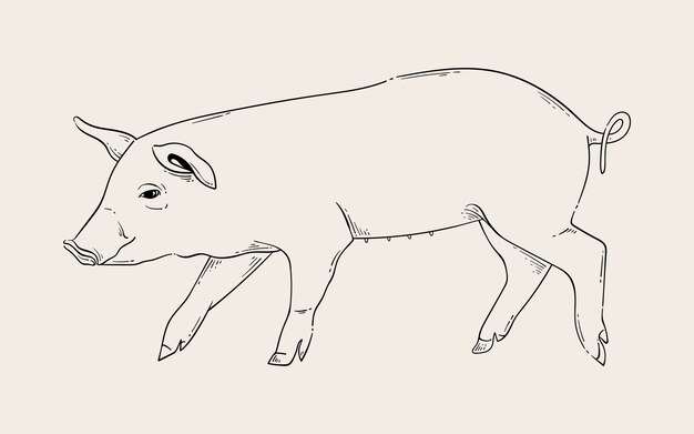 手描き豚概要図