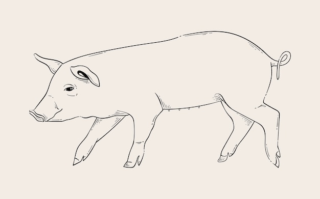 Hand drawn pig outline illustration