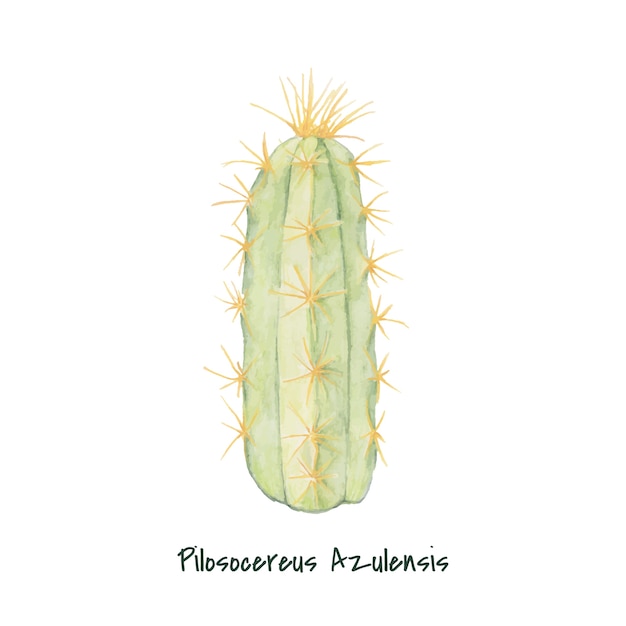 무료 벡터 손으로 그린 pilosocereus azulensis 선인장