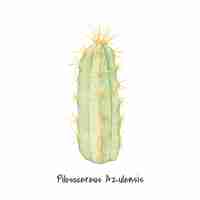 Free vector hand drawn pilosocereus azulensis cactus