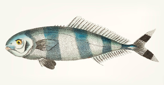 Free vector hand drawn of pilot mackerel