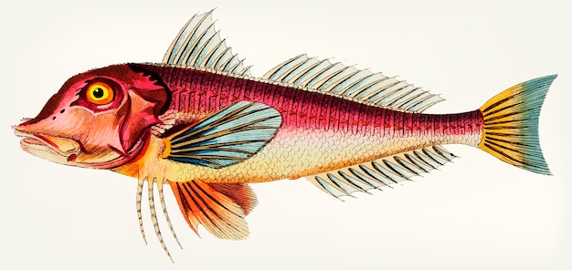 Hand drawn of Pine-leaved Gurnard