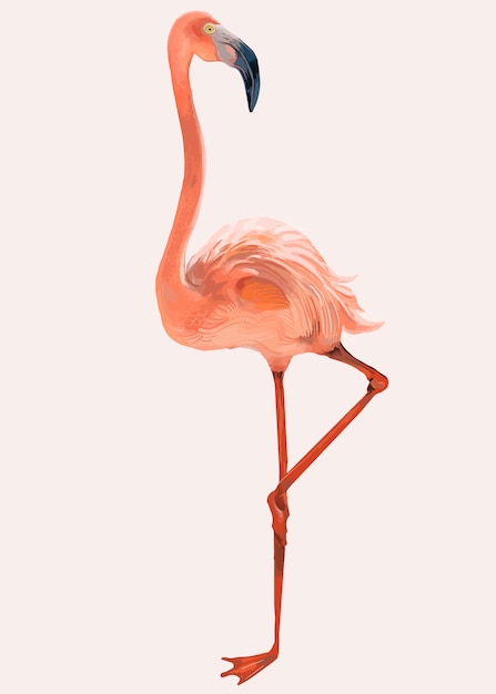 Hand drawn pink flamingo