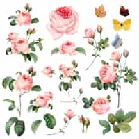 Free vector hand drawn pink roses collection