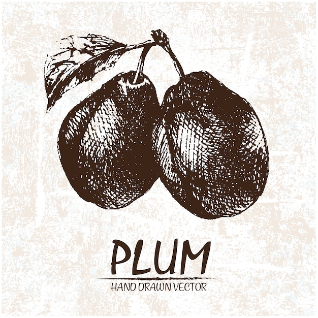 Free vector hand drawn plums design