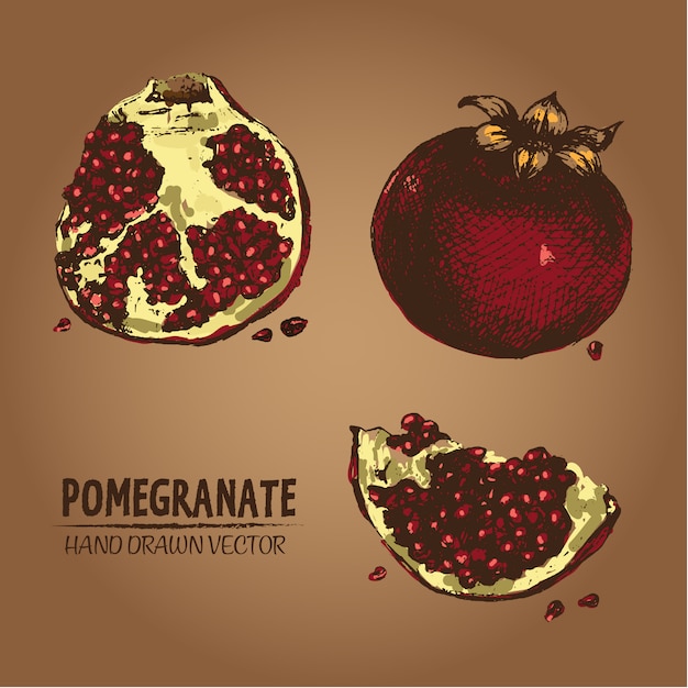 Free vector hand drawn pomegranate design