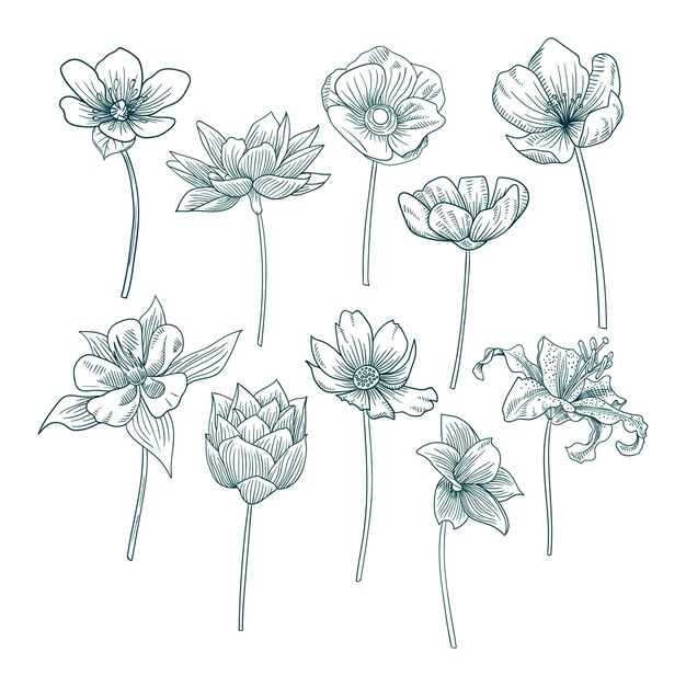 Hand drawn pretty flower collection