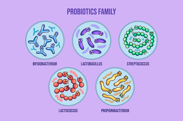 Hand drawn probiotics and prebiotics illustration