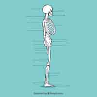 Free vector hand drawn profile skeleton