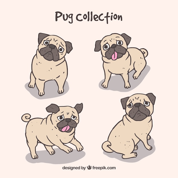 Free vector hand drawn pugs with lovely style