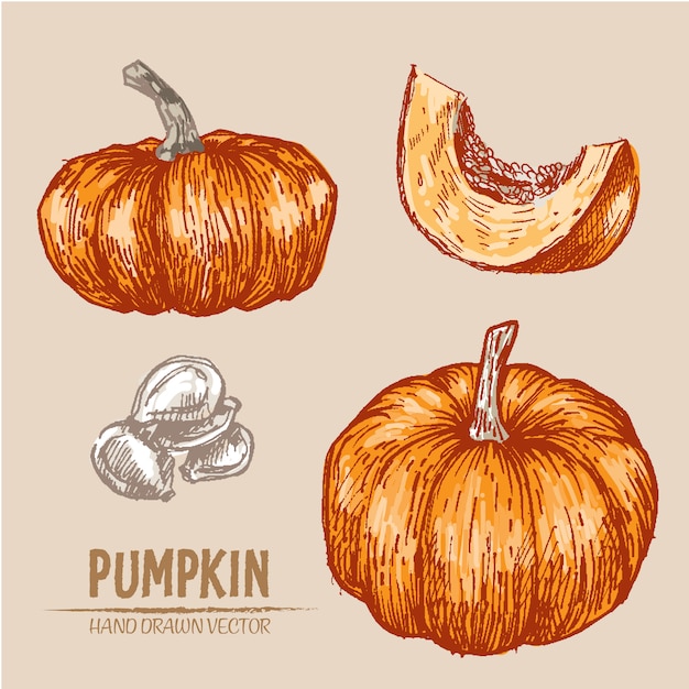 Free Vector hand drawn pumkin background