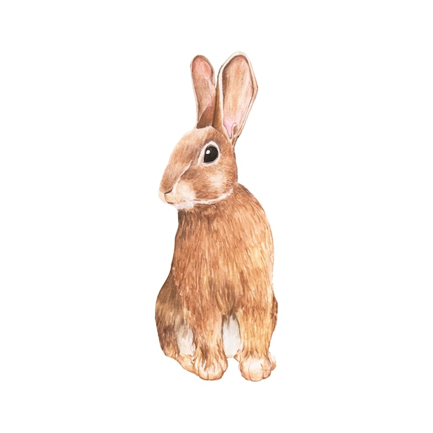 白い背景に描かれた手描きのウサギ