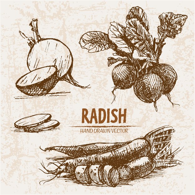 Hand drawn radish collection