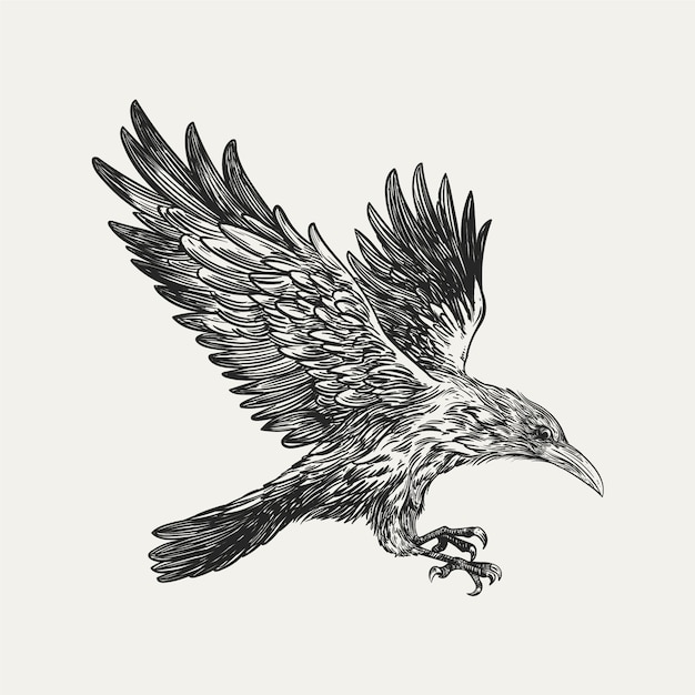 Hand drawn raven  flying drawing illustration