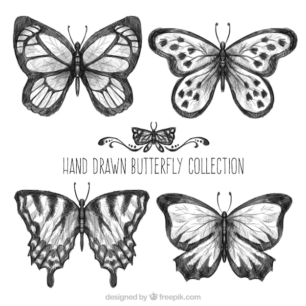 Hand drawn realist butterflies 