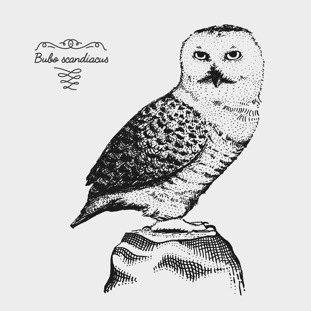 コンゴウインコのオウムの鳥の手描きイラスト 動物の孤立したリアルなスケッチ プレミアムベクター