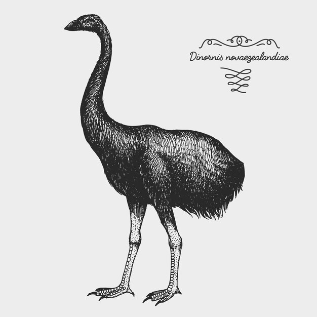 手描きのリアルな鳥 スケッチグラフィックスタイル プレミアムベクター