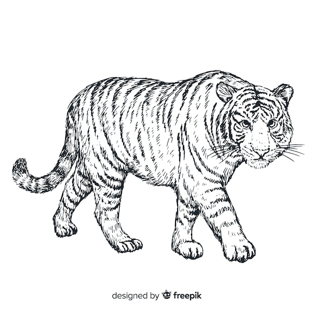 Hand drawn realistic tiger