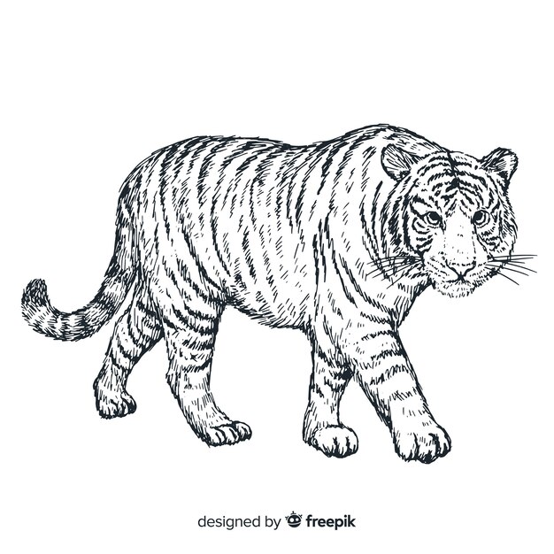 手描きの現実的な虎