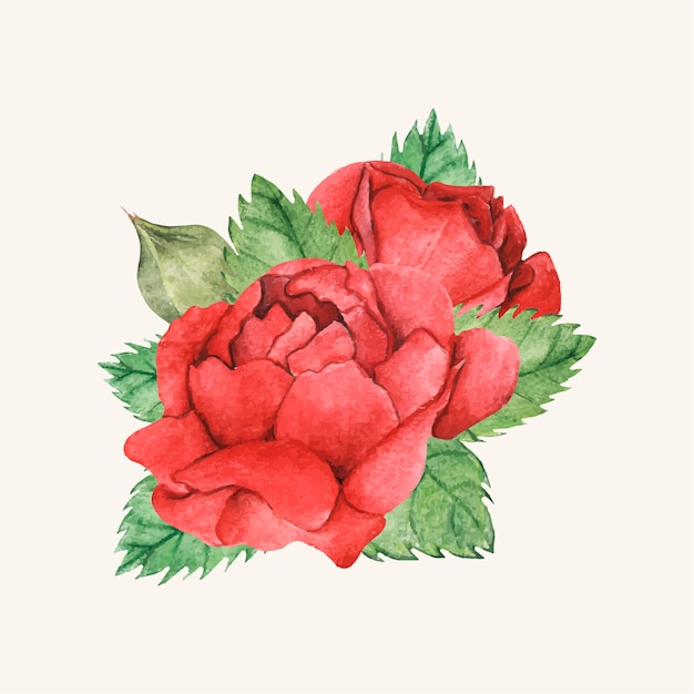 Hand drawn red rose isolated