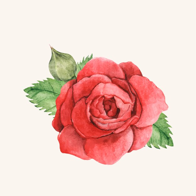 Рисованная красная роза