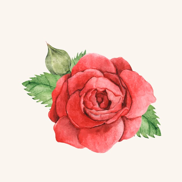 Hand drawn red rose isolated