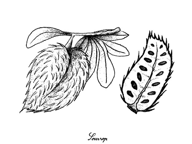 Premium Vector Hand Drawn Of Ripe Soursop Fruit