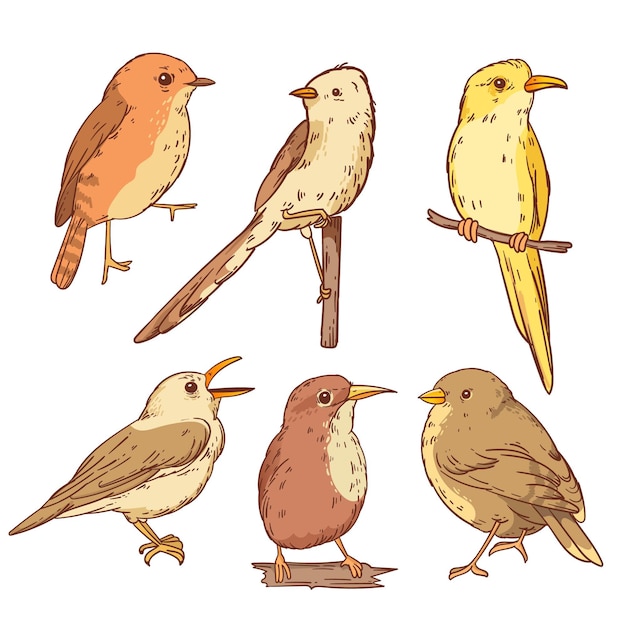 Бесплатное векторное изображение Набор рисованной малиновой птицы