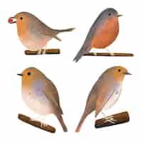 Free vector hand drawn robin collection