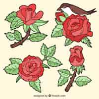 Free vector hand drawn roses and a bird