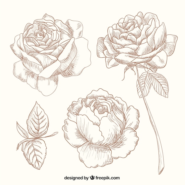 Free Rose Outline Svg Free