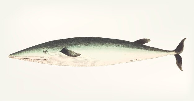 Hand drawn of rostrated whale