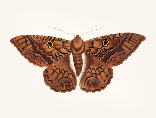 Hand drawn of sable moth