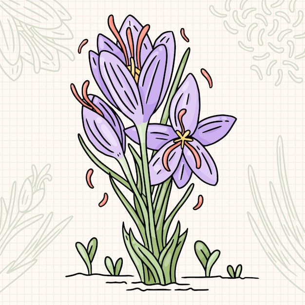 手描きのサフランの花のイラスト