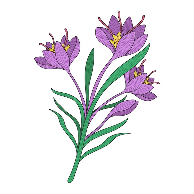 Нарисованная рукой иллюстрация цветка шафрана