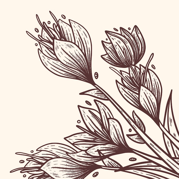 Hand drawn saffron flower illustration