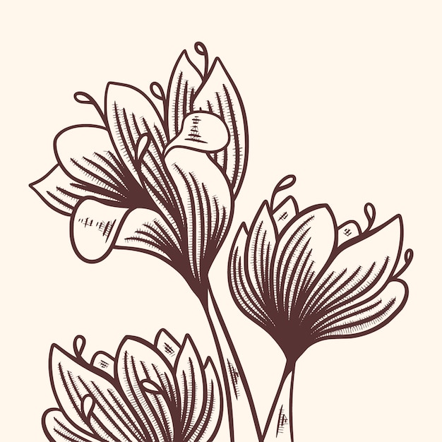 Hand drawn saffron flower illustration