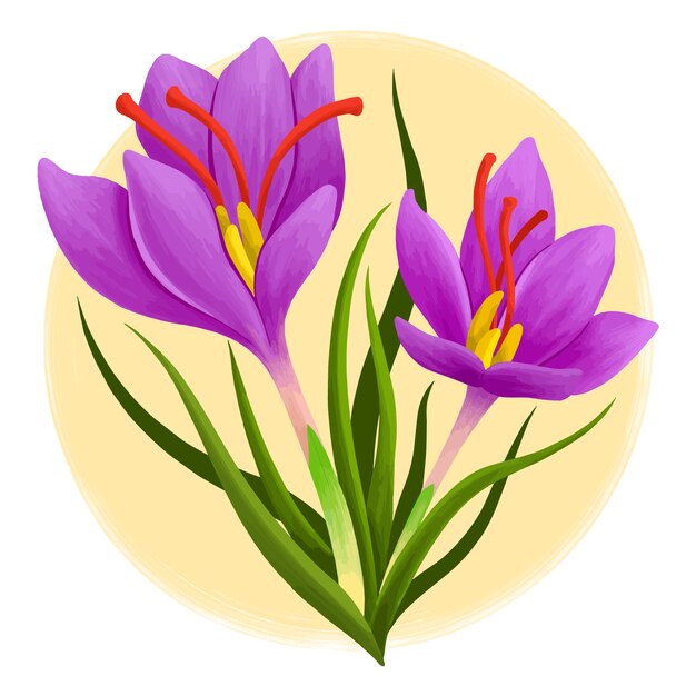 手描きのサフランの花のイラスト