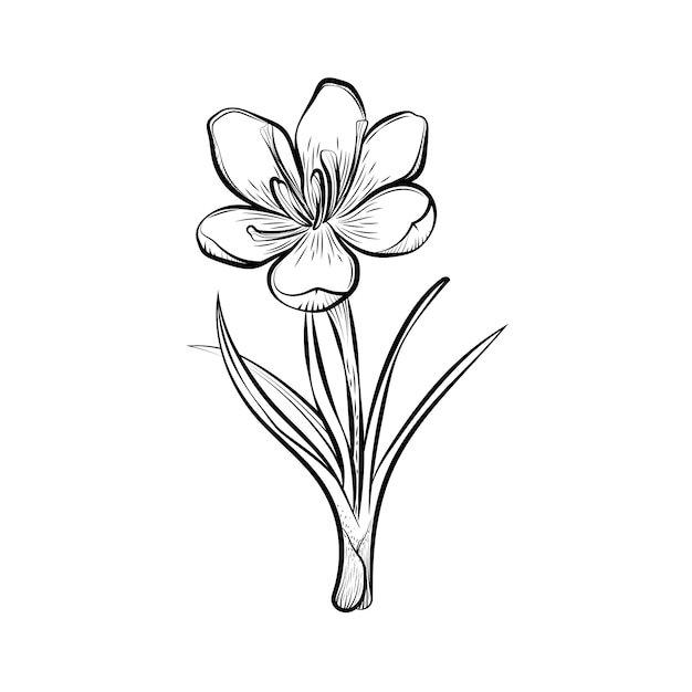 Hand drawn saffron illustration