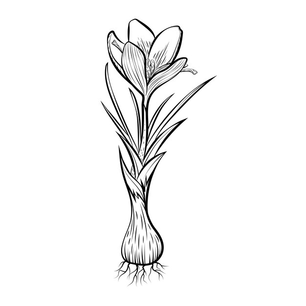 Hand drawn saffron illustration