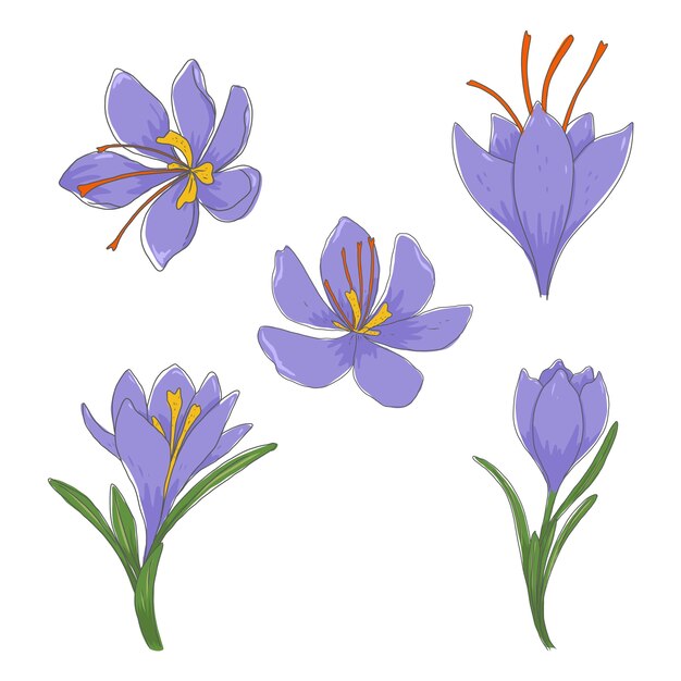 Hand drawn saffron plant illustration